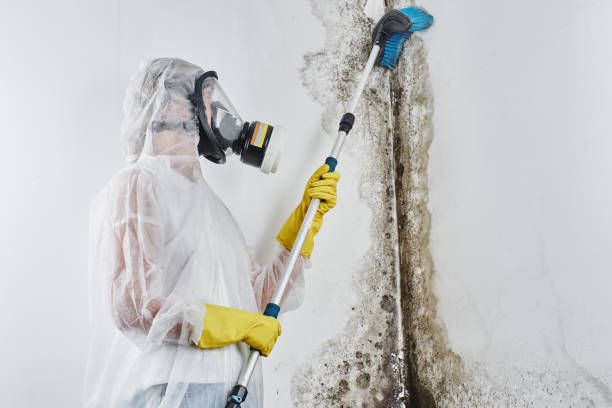 Best Basement Mold Remediation in Stevensville, MD